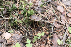 Strobilurus esculentus