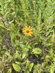 Nathan Aaron, CC BY, iNaturalist via GBIF Rudbeckia palustris, photograph Nathan Aaron, CC BY, iNaturalist via GBIF