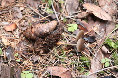 Strobilurus esculentus