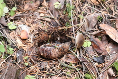 Strobilurus esculentus