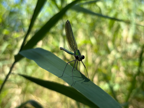 Banded Demoiselle