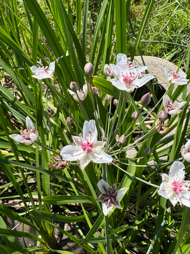 Flowering-rush