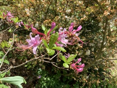 Rhododendron prinophyllum