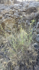 Bupleurum fruticescens