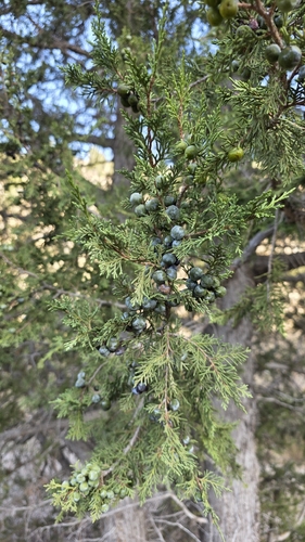 Juniperus thurifera, photograph 3