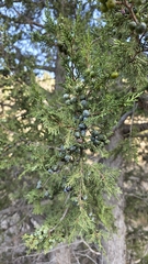 Juniperus thurifera, photograph (c) Christoph Moning, some rights reserved (CC BY)
