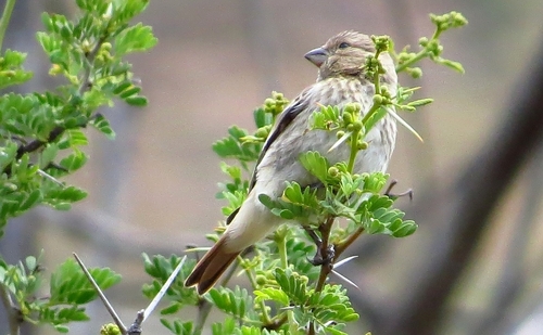 iNaturalist image
