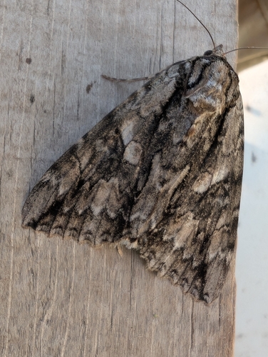 Mother Underwing Moth photo 4