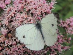 Pieris napi