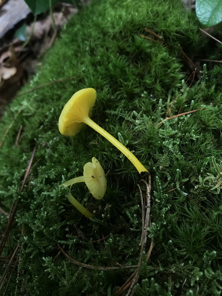 shining waxcap · August 2026 · photo: Photo: (c) Matthew Rozanoff, some rights reserved (CC BY) · iNaturalist