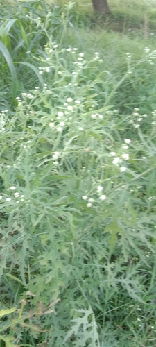 Santa Maria feverfew