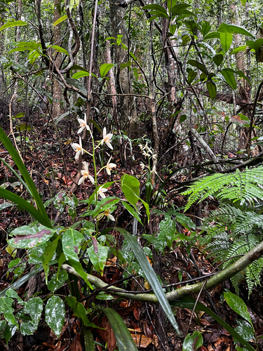 Cymbidium haematodes