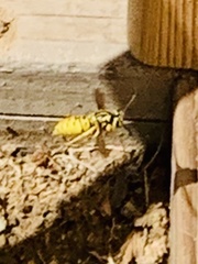 Vespula sulphurea