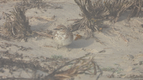 iNaturalist image