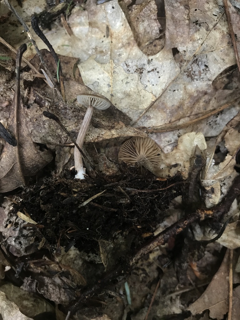 Tubaria-like Fiberhead · August 2026 · photo: Photo: (c) Matthew Rozanoff, some rights reserved (CC BY) · iNaturalist