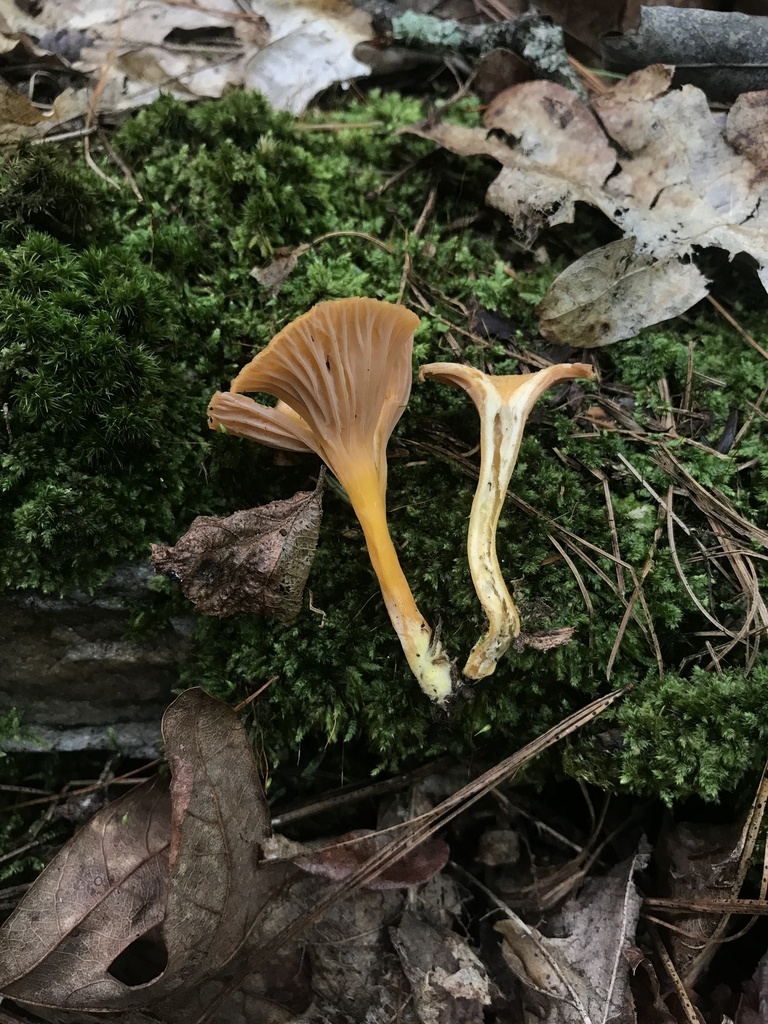 flame trumpet · August 2026 · photo: Photo: (c) Matthew Rozanoff, some rights reserved (CC BY) · iNaturalist