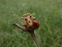 Dinocampus coccinellae paralysis virus