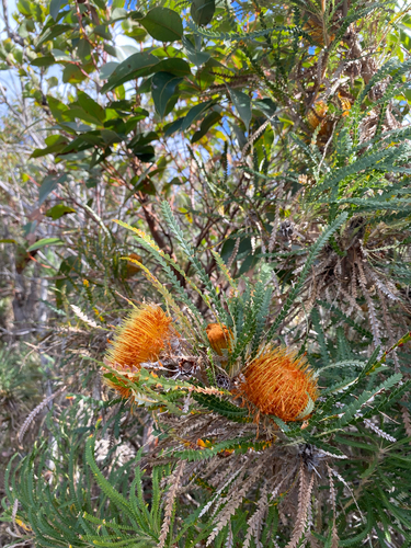 Showy Dryandra