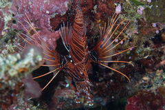 Pterois antennata