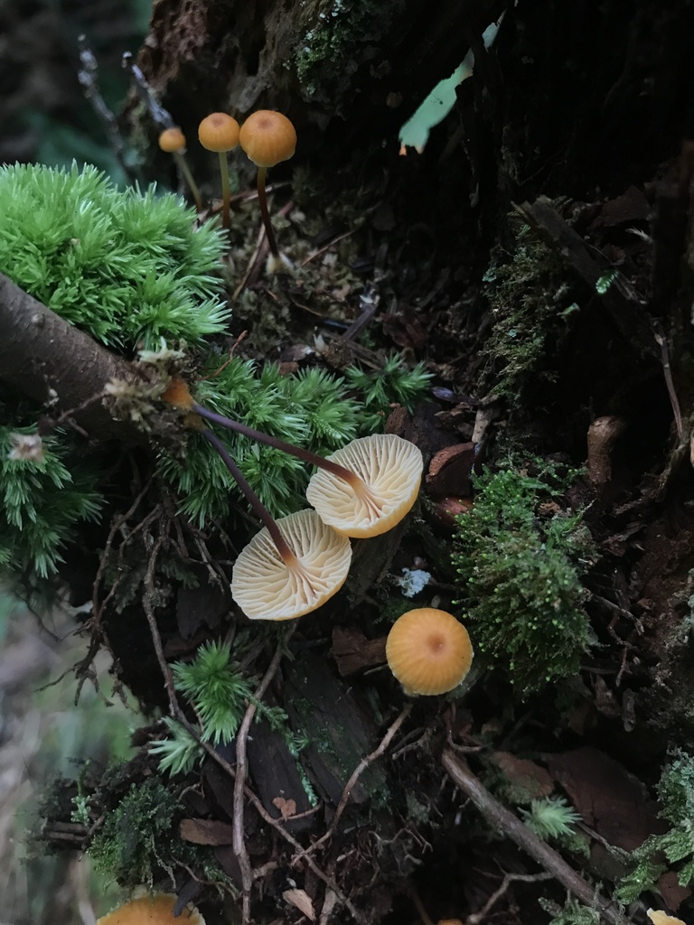 Pinewood Gingertail · August 2026 · photo: Photo: (c) Matthew Rozanoff, some rights reserved (CC BY) · iNaturalist
