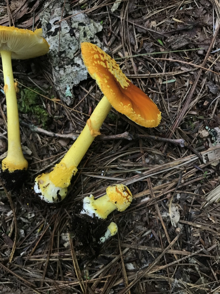 Yellow Patches · August 2026 · photo: Photo: (c) Matthew Rozanoff, some rights reserved (CC BY) · iNaturalist
