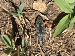 Texania fulleri