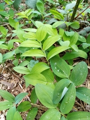 Polygonatum odoratum