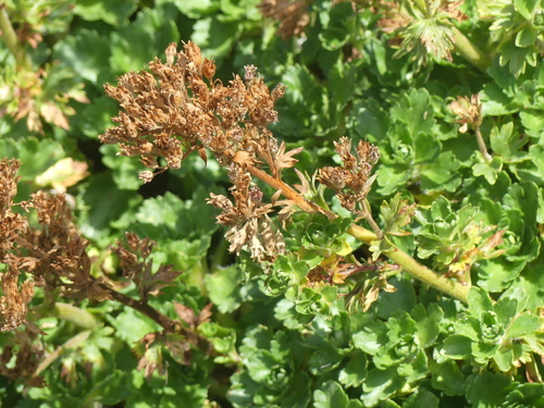 Saxifraga aquatica, photograph 4