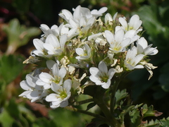 Saxifraga aquatica, photograph (c) DDutrey, some rights reserved (CC BY)