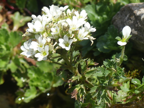 Saxifraga aquatica, photograph 2