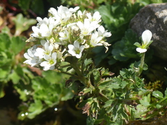 Saxifraga aquatica, photograph (c) DDutrey, some rights reserved (CC BY)