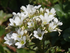 Saxifraga aquatica, photograph (c) DDutrey, some rights reserved (CC BY)