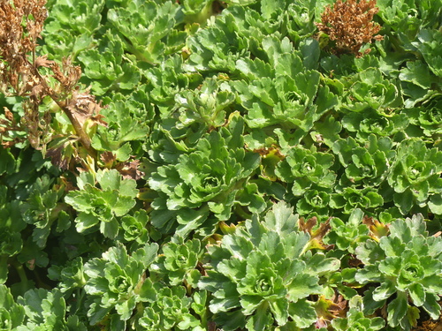 Saxifraga aquatica, photograph 6