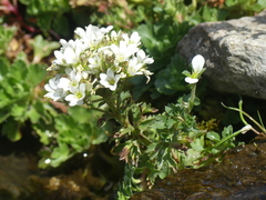Saxifraga aquatica
