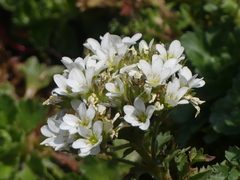 Saxifraga aquatica, photograph (c) DDutrey, some rights reserved (CC BY)