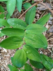 Polygonatum odoratum