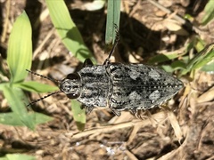 Texania fulleri