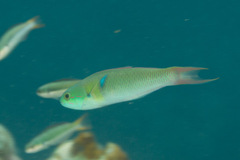 Thalassoma amblycephalus
