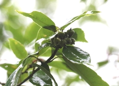 author not stated, no rights reserved Quercus myrsinifolia, photograph author not stated, no rights reserved