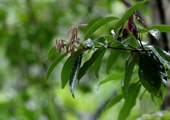 author not stated, no rights reserved Quercus myrsinifolia, photograph author not stated, no rights reserved