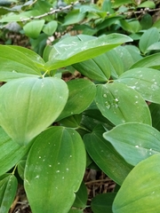Polygonatum odoratum