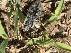 Texania fulleri