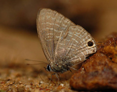 Nacaduba pactolus