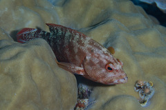 Cephalopholis urodeta