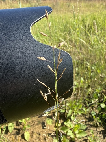 Lolium pratense, photograph 2