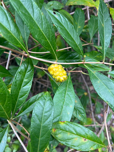 Morinda royoc, photograph 5