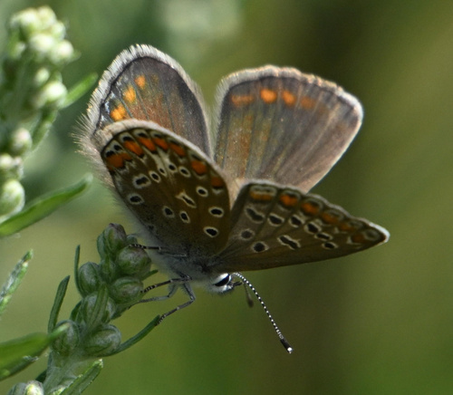 Common Blue