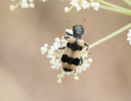 Bee-eating Beetle photo 4