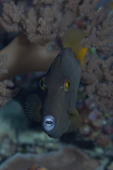 Cantherhines dumerilii