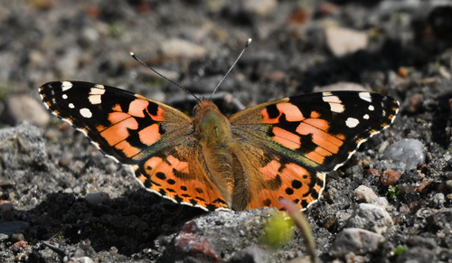 Painted Lady